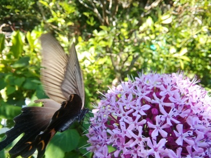 獅子舞う、蝶舞う…_b0368362_13414504.jpg