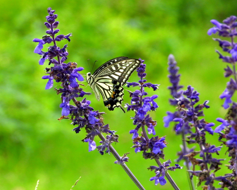 c0305565_17255284.jpg