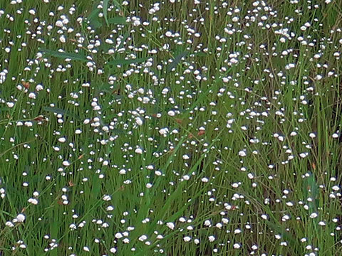 「伊吹山  秋の花ウォッチングと近江&東海　湿原巡り」葦毛湿原_f0083977_05522030.jpg