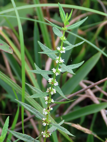 f0083977_05555455.jpg