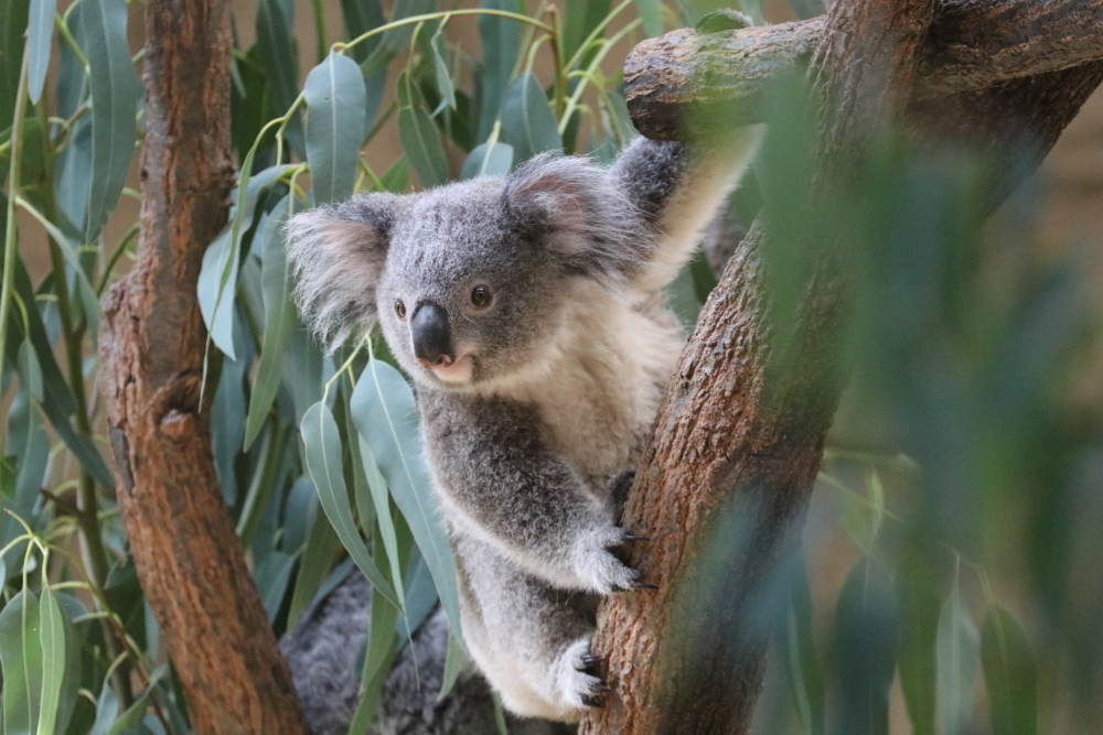 かわいいコアラたち メジロさんの動物写真日記