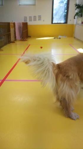 🎶楽しいボール遊び🎶_f0357682_14441304.jpg