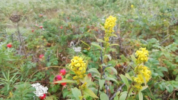 c0212083_20190505.jpg