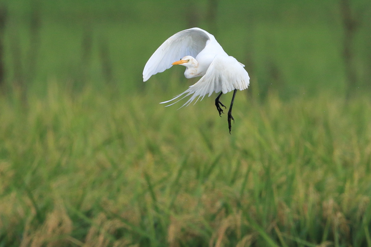 アマサギ ① 秋の出会い_f0369315_14480768.jpg