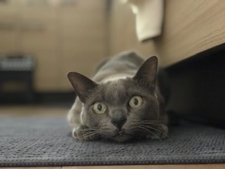 猫の慢性膵炎_c0046120_16242741.jpeg