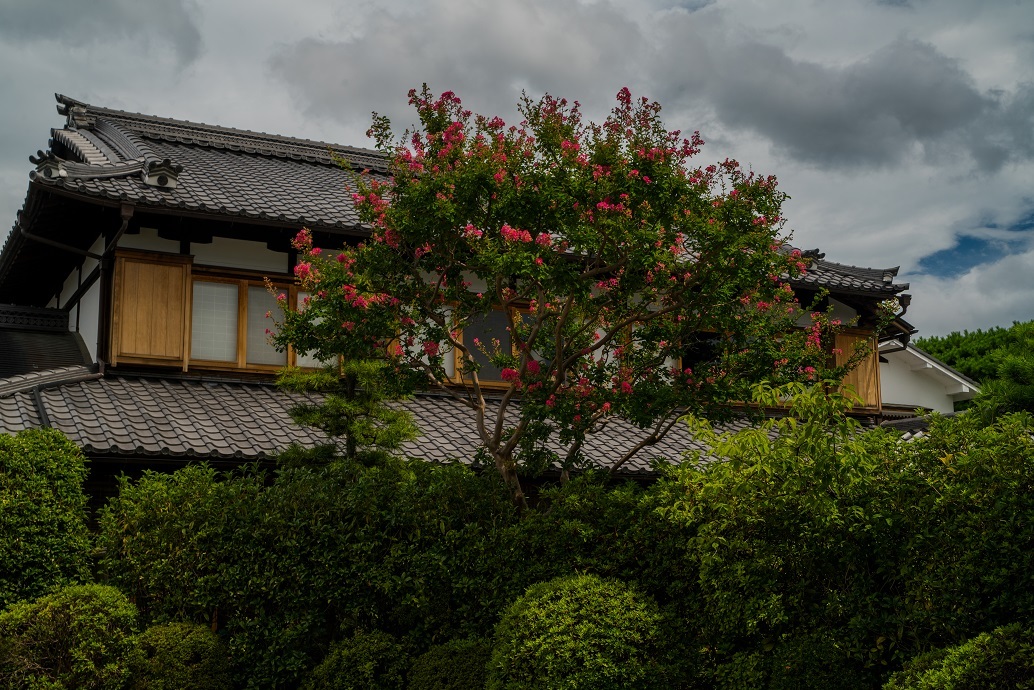 京都市内の百日紅_e0363038_13022936.jpg