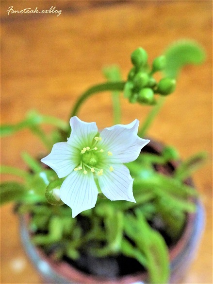 ハエトリグサ 開花 F S Note Ak ハエトリグサ 開花 F S Note Ak