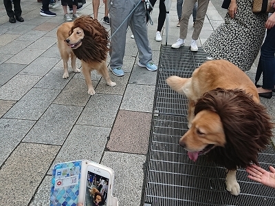 銀座歩行者天国でライオンが散歩 ちいさな生き物と四十雀