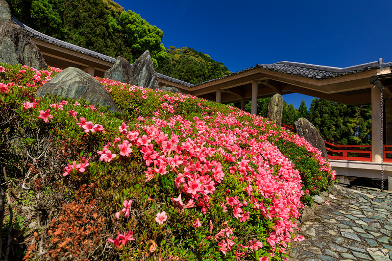 さくらとなつのお庭☆ページ 桜の次は藤！フジ！Wisteria!!.春は、花の色で！ - 吉谷桂子の