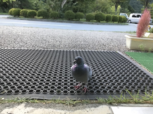 夕方の訪問者・・何か御用ですか?_b0100253_20062232.jpg