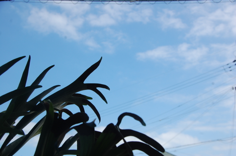 c0108460_11372150.jpg