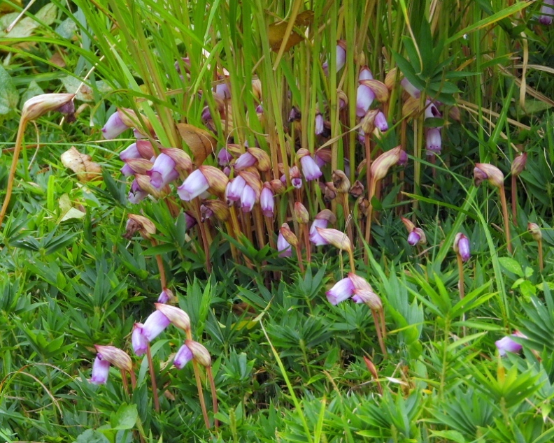 ナンバンギセルとカイツブリの丘上がりにカワセミまで_c0305565_17323918.jpg