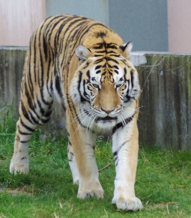 天王寺動物園の虎二郎_b0014576_12101676.jpg