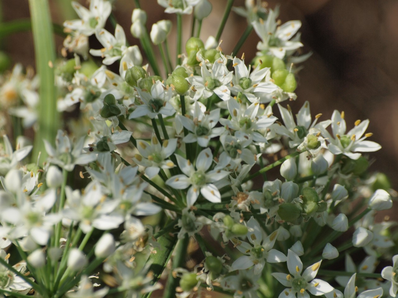 『三田洞神仏温泉近くの花と蝶～』_d0054276_20122248.jpg