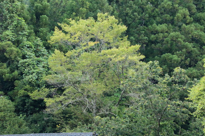 c0358784_20362360.jpg