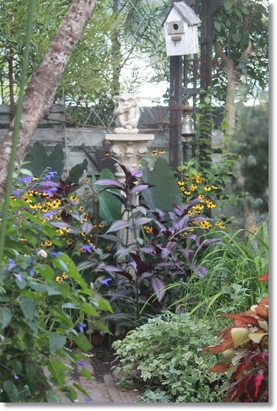 ラナンキュラス ラックスの芽出し作業 すきな ことに かこまれて ラナンキュラス ラックスの芽出し作業 すきな ことに かこまれて