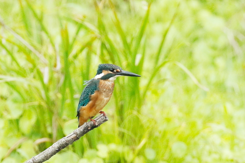 花托に止まるカワセミ_b0399289_11571133.jpg