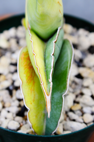 サンスベリア バナナ 斑入 S.Banana Variegated 2 fit=scale-down,w=1200