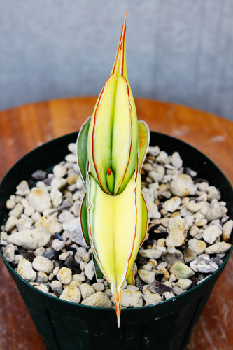 サンセベリア 斑入りコレクション②（ メドゥーサ / バナナ