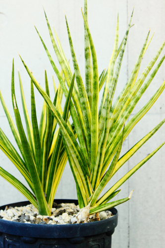 サンセベリア 斑入りコレクション②（ メドゥーサ / バナナ