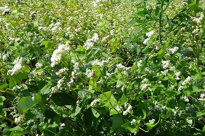 b0191190_08141997.jpg