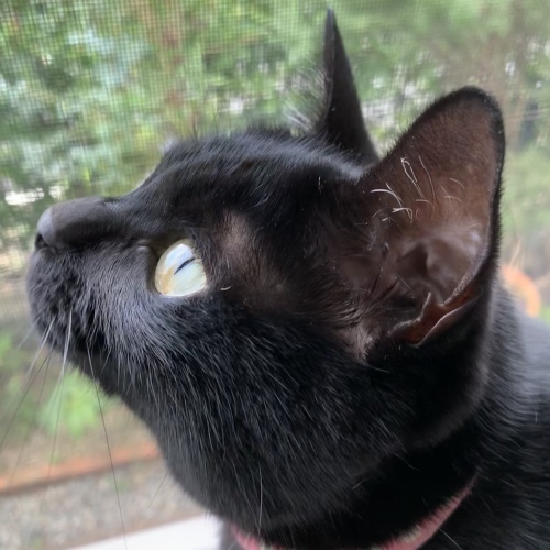 ポーチ  4_e0358096_16433658.jpeg