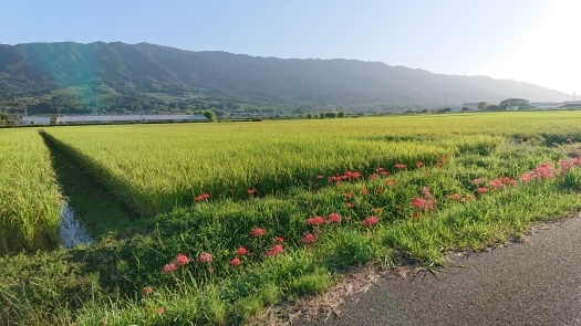 彼岸花が綺麗で、新米が・・・❓&#128515;❗_a0130305_23075114.jpg