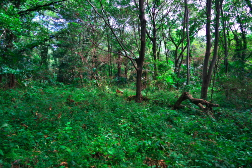a0263109_15212372.jpg