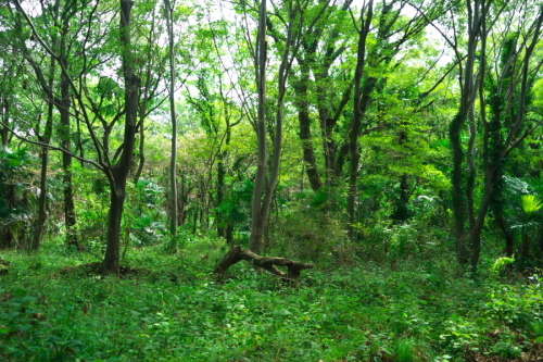 a0263109_15212425.jpg