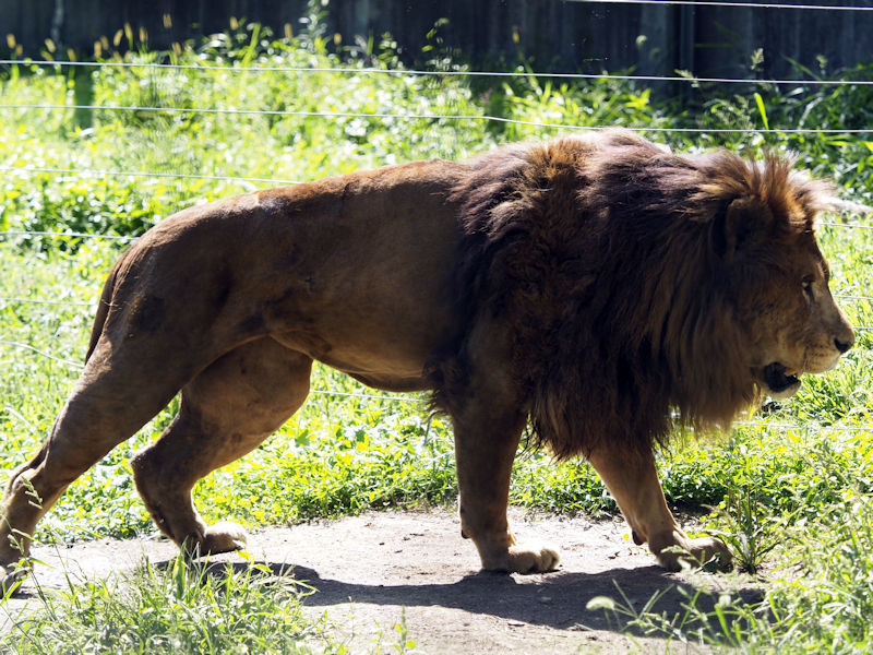 ライオン キングとプリンセス 動物園放浪記