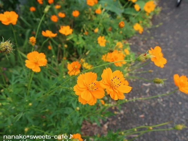 お散歩*キバナコスモス_d0147030_16532291.jpg