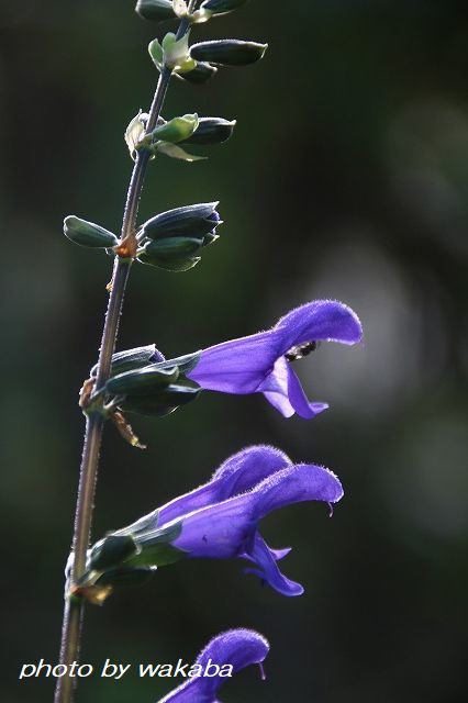 e0052135_15052832.jpg