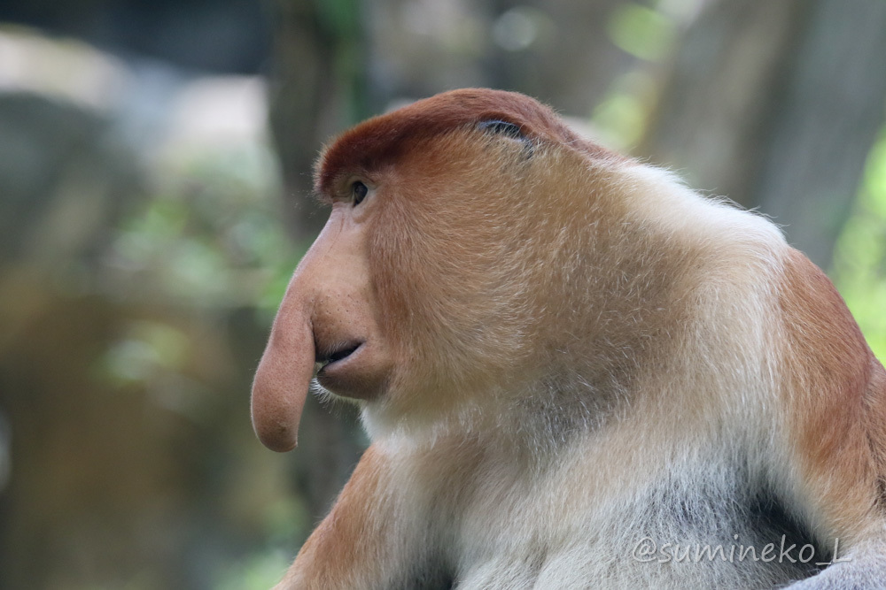 August 2019 Singapore Zoo 3_b0330044_23335518.jpg