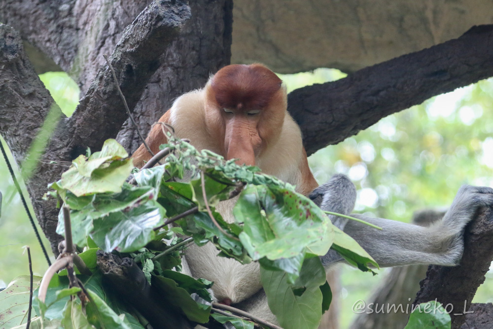 August 2019 Singapore Zoo 3_b0330044_23335625.jpg