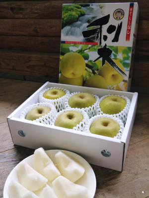 熊本梨 「本藤果樹園」今年も幸水、秋麗、豊水、完売御礼!ジャンボ梨『新高』は9月27日より出荷!_a0254656_18163782.jpg