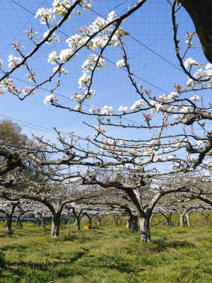 熊本梨　「本藤果樹園」今年も幸水、秋麗、豊水、完売御礼！ジャンボ梨『新高』は9月27日より出荷！_a0254656_18253864.jpg