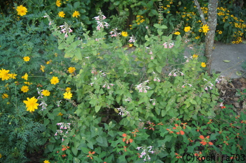 e0181373_21210375.jpg
