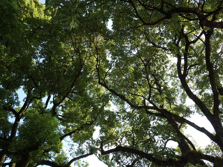 『長良公園の亜米利加梯梧(アメリカディゴ)や珊瑚刺桐(サンゴシトウ)等の花達～』_d0054276_20141681.jpg