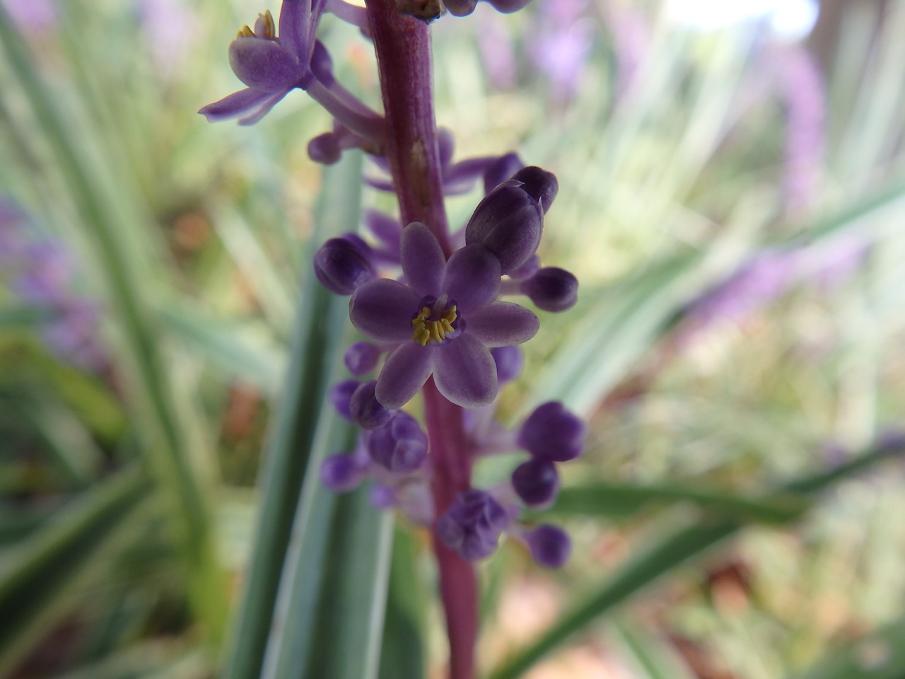 『長良公園の亜米利加梯梧(アメリカディゴ)や珊瑚刺桐(サンゴシトウ)等の花達～』_d0054276_2014414.jpg