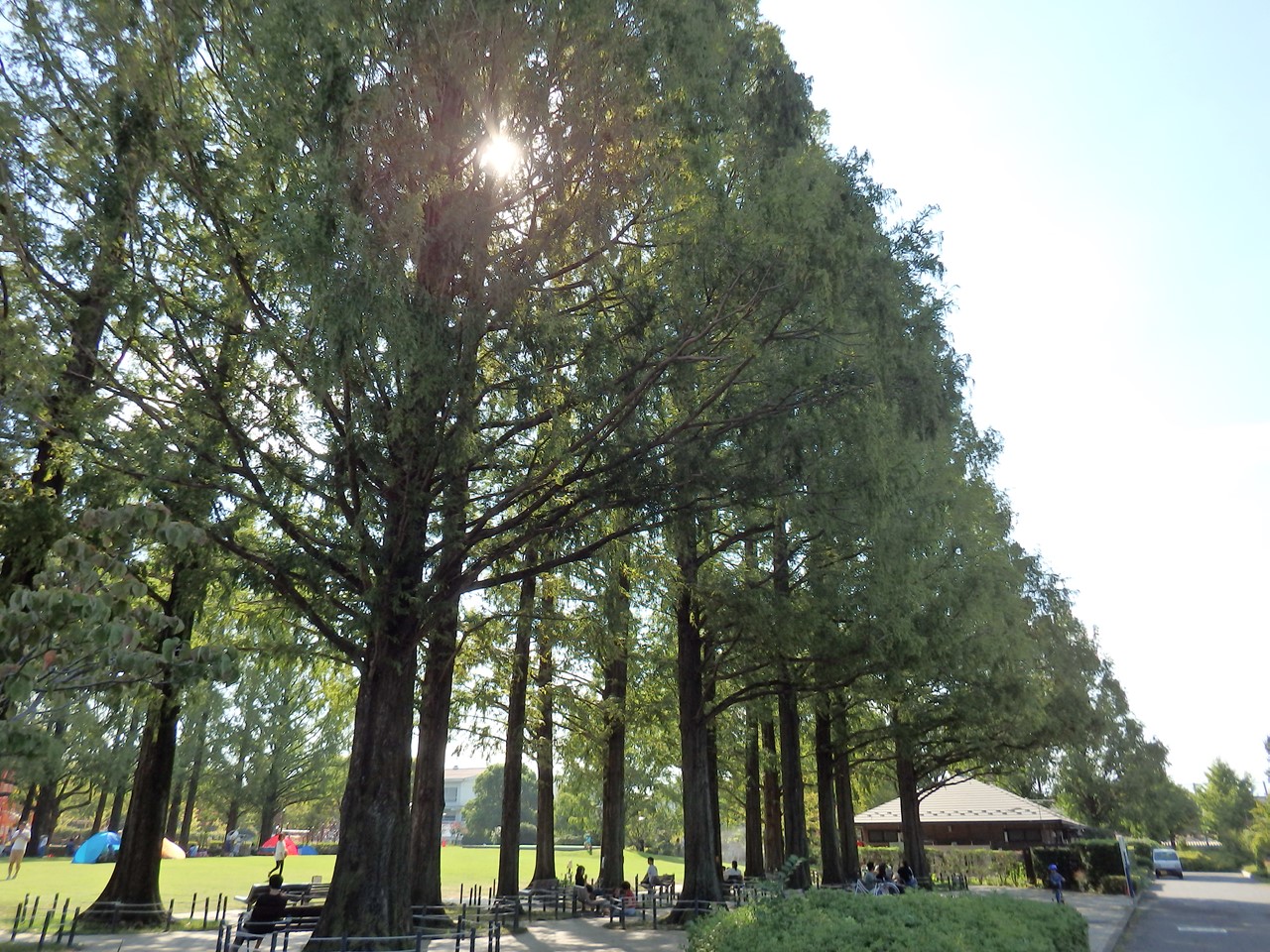 『長良公園の亜米利加梯梧(アメリカディゴ)や珊瑚刺桐(サンゴシトウ)等の花達～』_d0054276_20144654.jpg