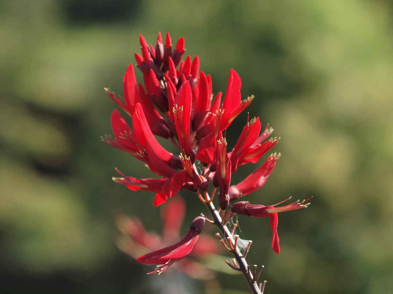 『長良公園の亜米利加梯梧(アメリカディゴ)や珊瑚刺桐(サンゴシトウ)等の花達～』_d0054276_2093211.jpg