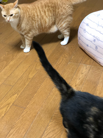 艶子_e0355177_14560648.jpg