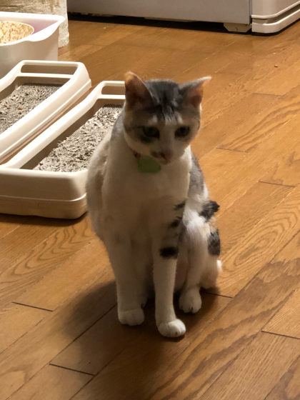 艶子_e0355177_14561199.jpg