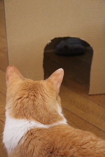 段ボールハウス_a0333195_22172442.jpg