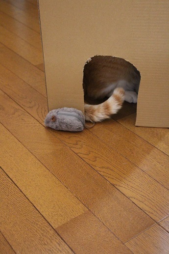 段ボールハウス_a0333195_22251470.jpg