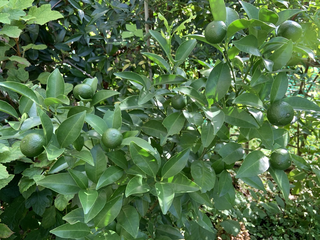b0349795_11302970.jpg