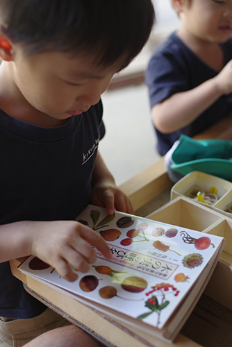 木の実の図鑑 ー ー 陽だまりの小窓 菊の花幼稚園保育のようす