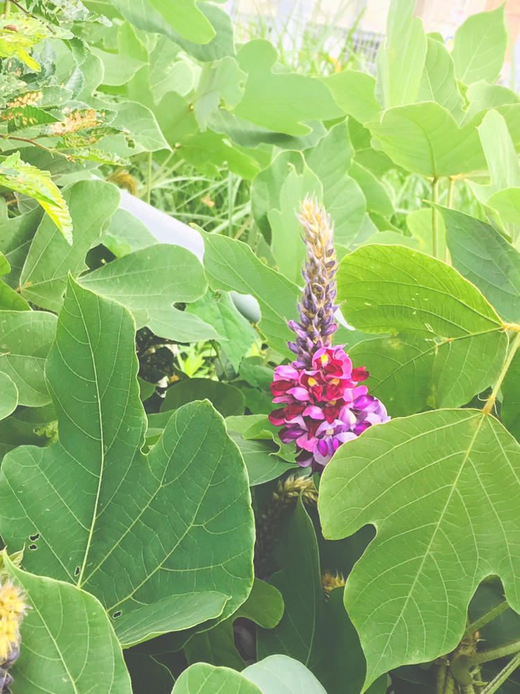 葛 くず 秋の七草 自然を見つめて自分と向き合う心の花