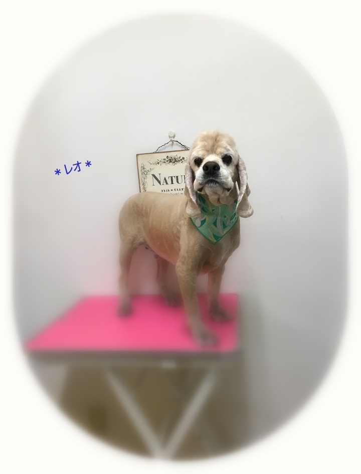 レオくん_a0315823_20160472.jpg