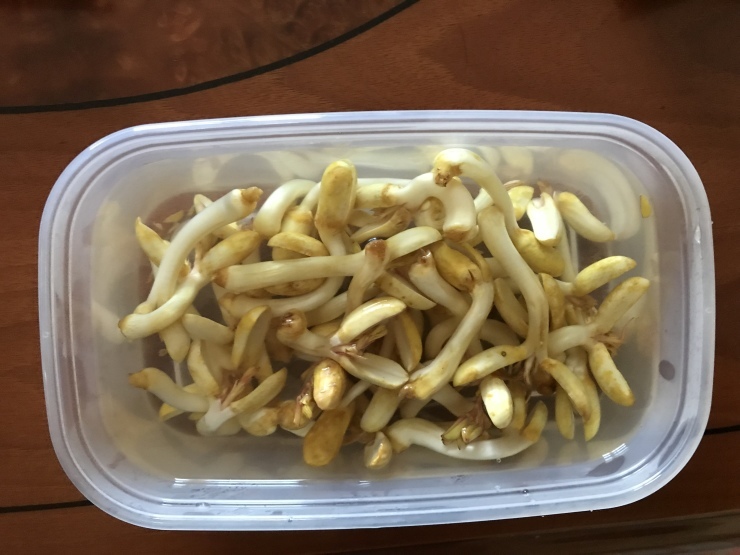 ピーナッツもやし 木耶ラ